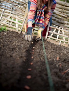 Woman with Stripes Sowing Seeds in Veg Patch